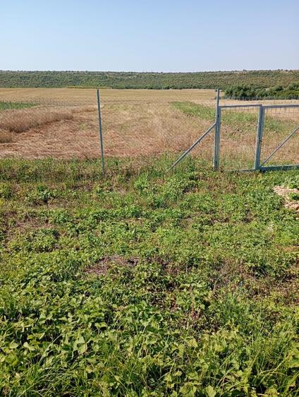 Teren agricol extravilan de 6100 mp, în Pișchia