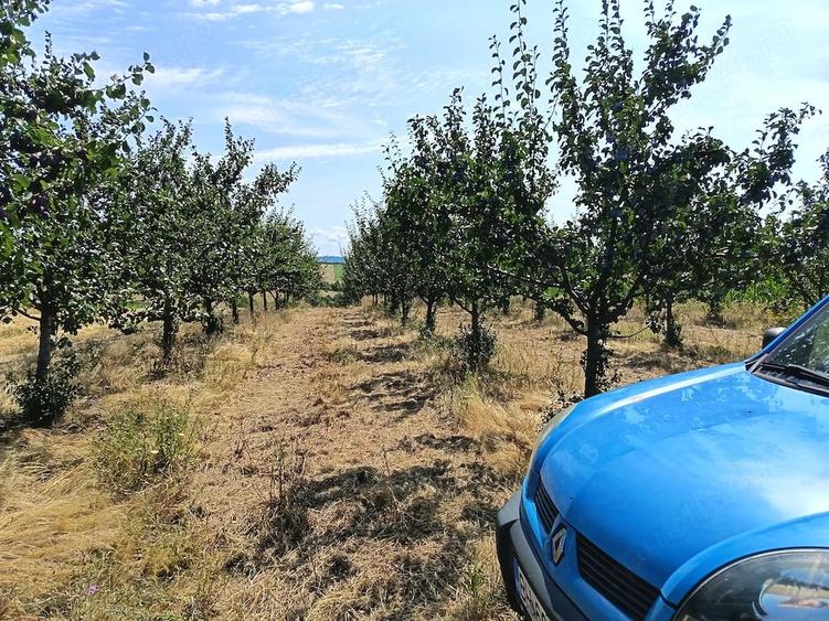Teren de 2600 mp, în Lăzăreni