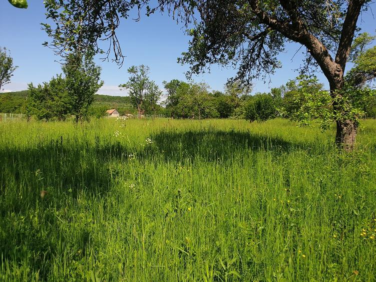 Teren Construcții intravilan de 1000 mp, în Pădureni (Chinteni)