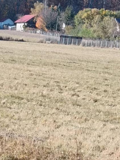 Teren agricol extravilan de 4000 mp, în Dragomirna