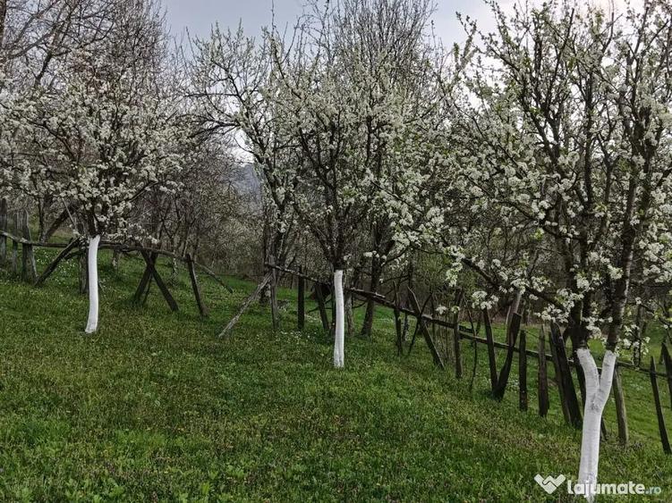 Teren de 10000 mp, în Tomșani