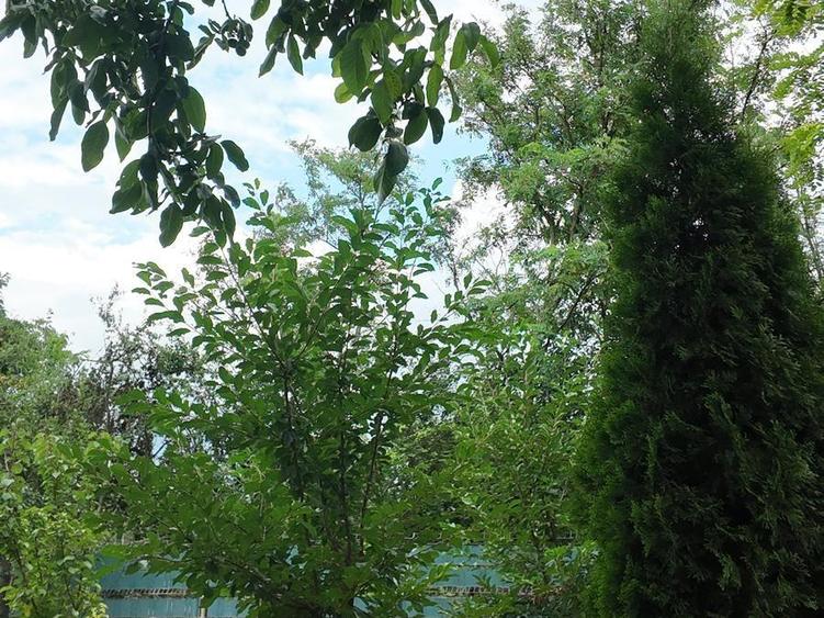 Casă individuală cu 4 camere cu Teren 1468 Mp în Bărăitaru
