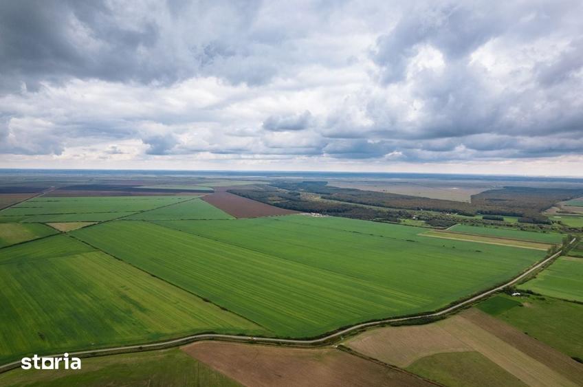 Teren extravilan in Sannicolau Mare 14.6 ha - 3