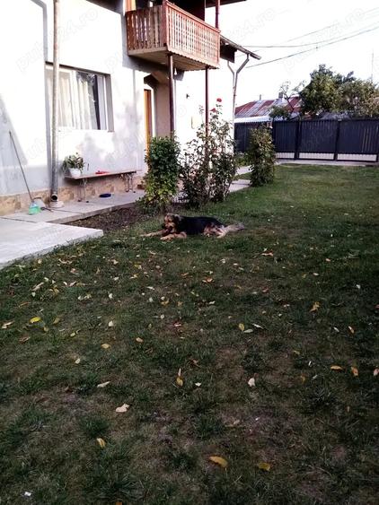 Casă cu 3 camere în Popești