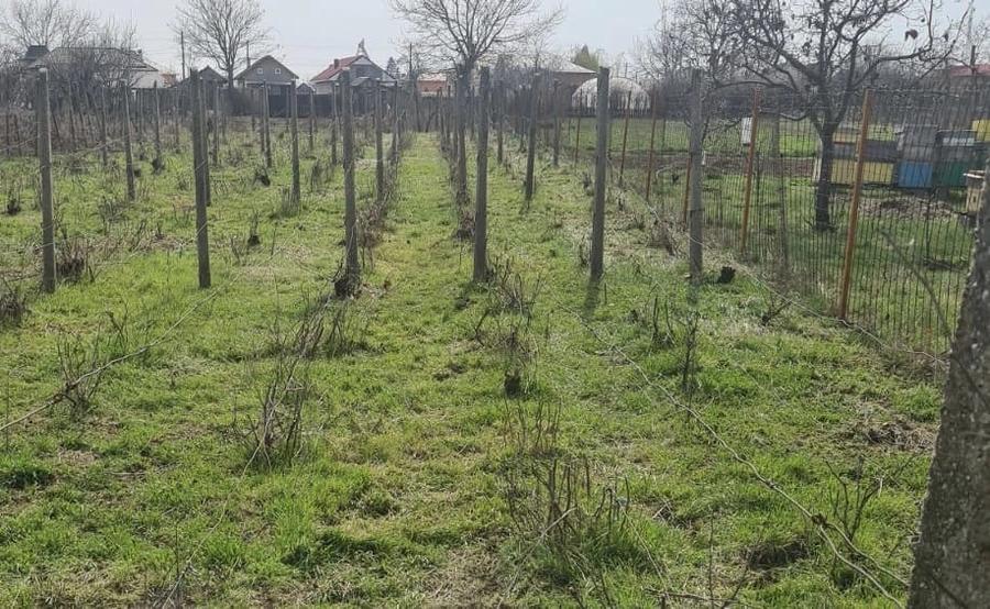Casă cu 7 camere cu Teren 2424 Mp în Coteana