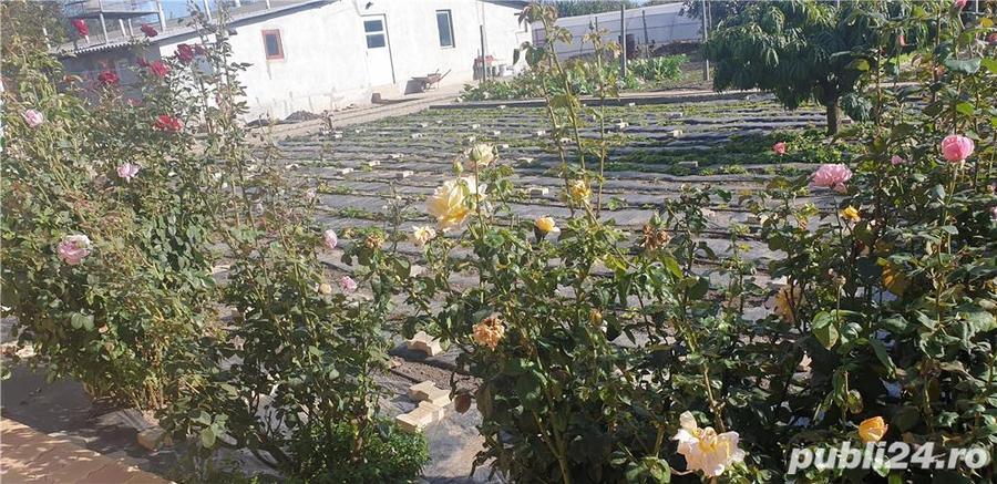Casă cu 5 camere cu Teren 6000 Mp în Topraisar