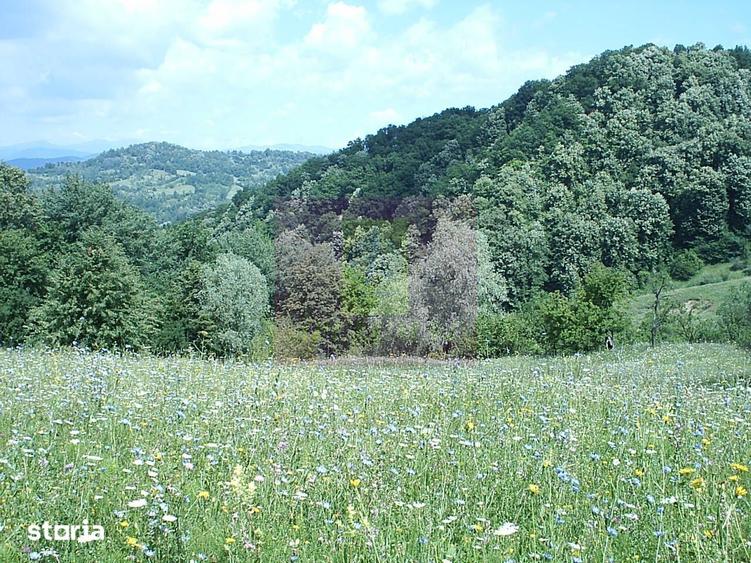 Teren de 3092 mp, în Scorțeni