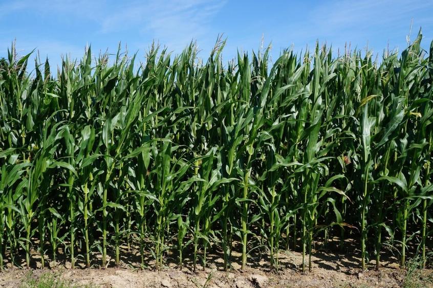 Teren agricol extravilan de 8700 mp, în Exterior Nord
