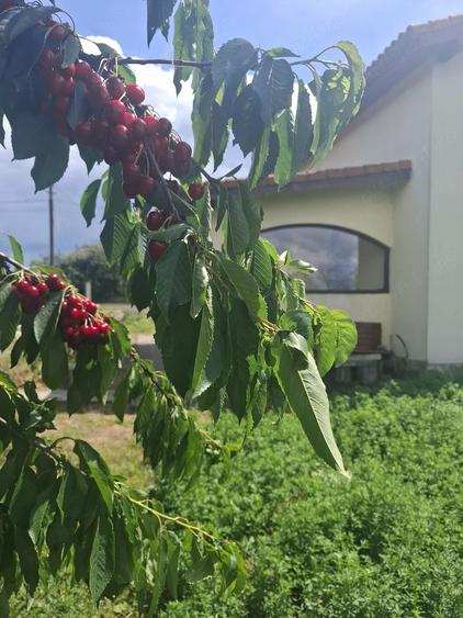 Casă cu Teren 1400 Mp în Hădăreni