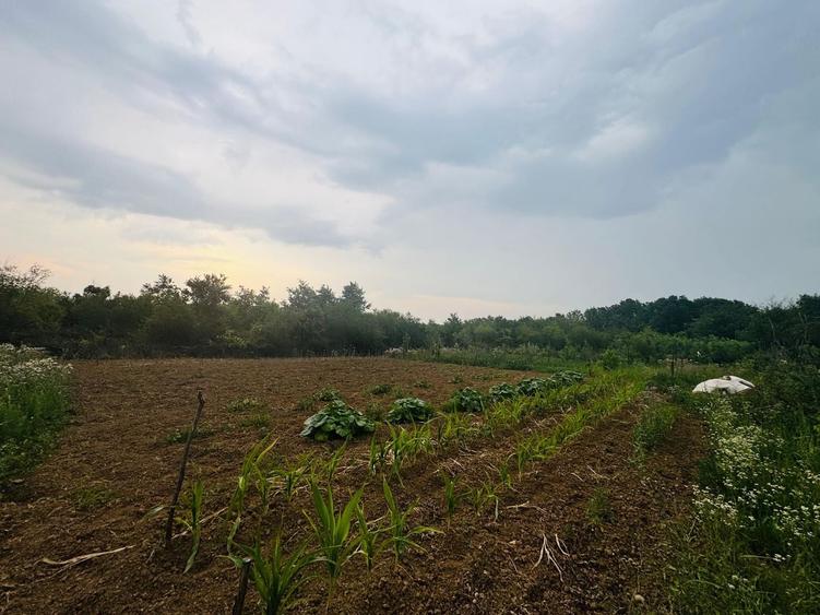 Teren agricol intravilan de 888 mp, în Paleu