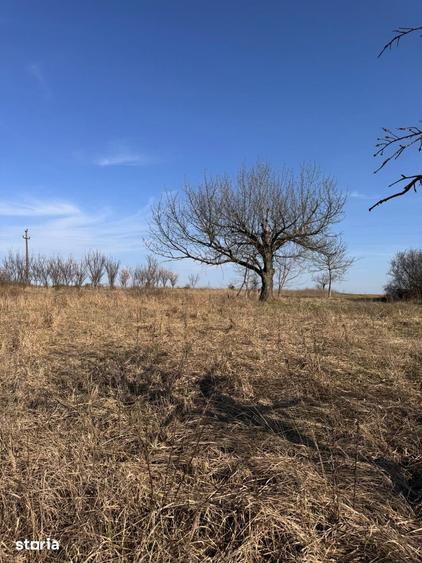 Teren de 6707 mp, în Cetariu