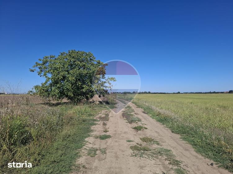 Vanzare teren extravilan 5.000mp - Pantelimon - 4