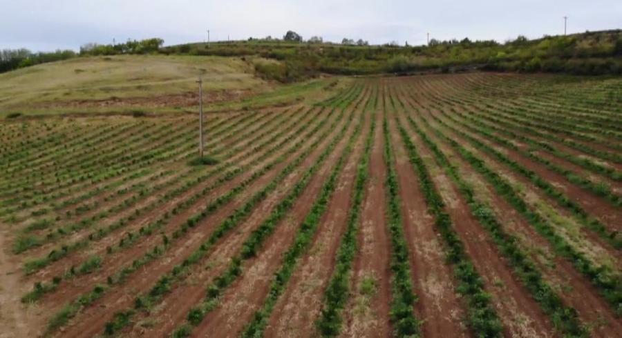 Teren intravilan de 1000 mp, în Est