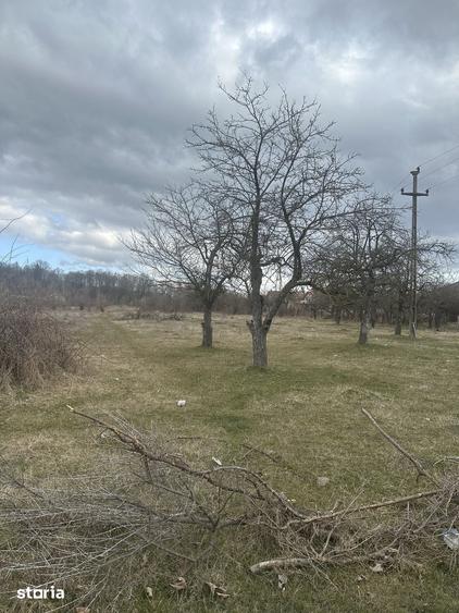 Teren de 4400 mp, în Voila