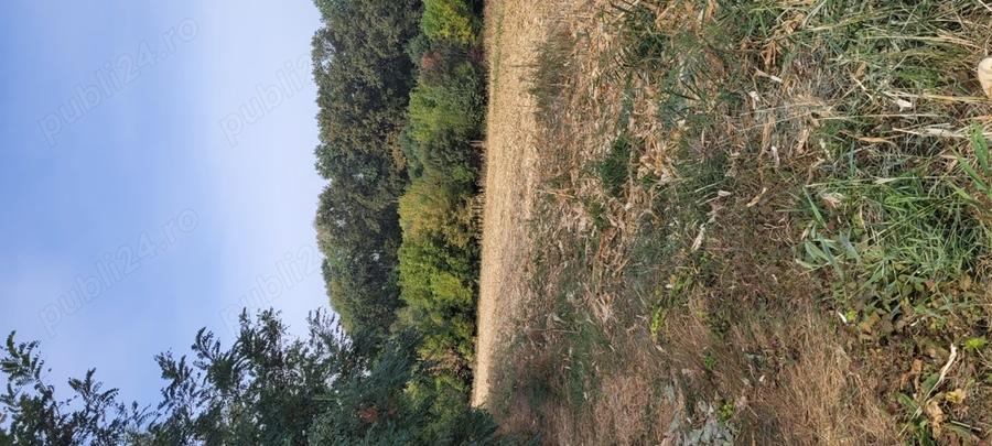 Teren de 4000 mp, în Măgurele