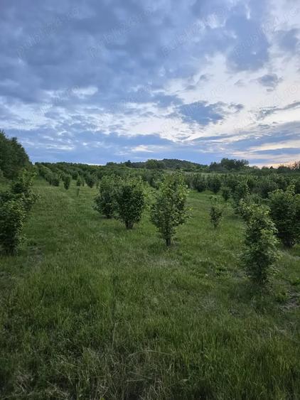 Teren de 27000 mp, în Orașu Nou