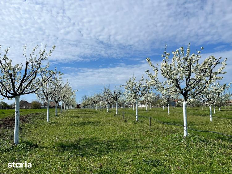 Teren de 3500 mp, în Iosefin