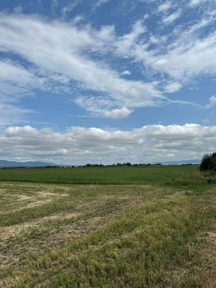 Teren agricol extravilan de 10000 mp, în Hălchiu