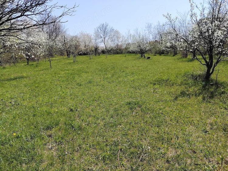 Teren de 1400 mp, în Bănești