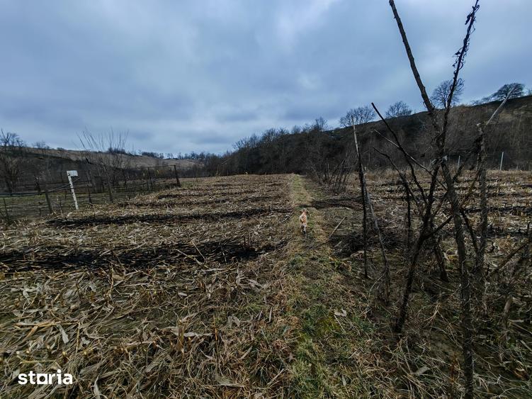 Teren de 3000 mp, în Măgura