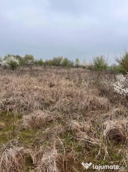 Teren de 5800 mp, în Bencecu de Jos