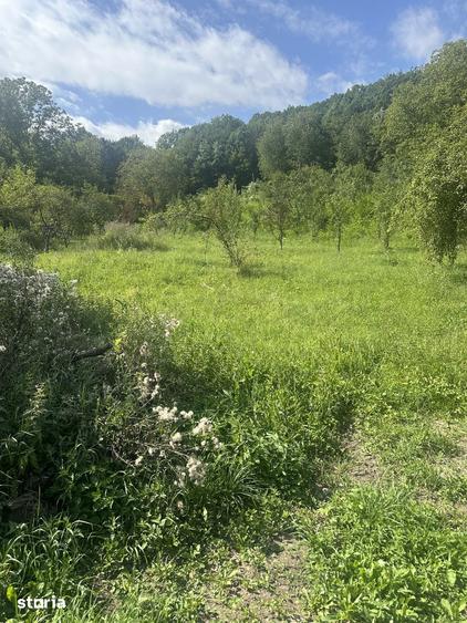 Telega - casa - teren 13000 mp/8000mp padure - 170000 Euro - 10