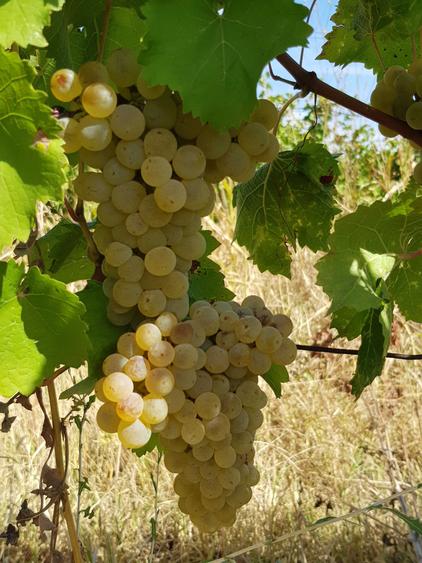 Vand teren cu vita de vie (SAUVIGNON BLANC) langa URLATI PRAHOVA zona viticola DEALU MARE - 1