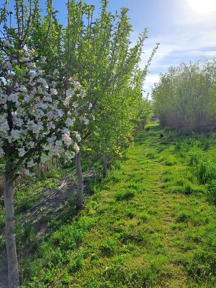 Casă cu 5 camere cu Teren 5600 Mp în Potlogi