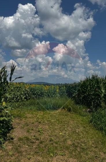 Teren de 6000 mp, în Costâna