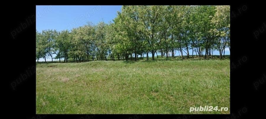 Teren,8700 m2,cu priveliste frumoasa. - 5