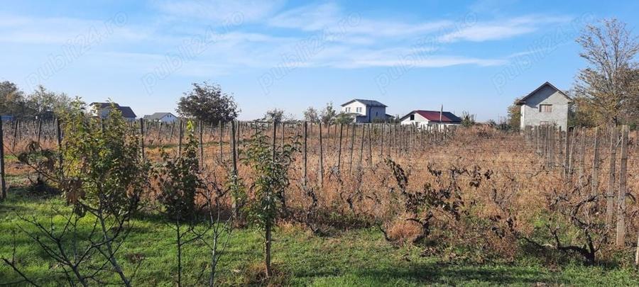 Teren de 1500 mp, în Vânători