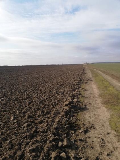 Teren agricol extravilan de 33100 mp, în Afumați