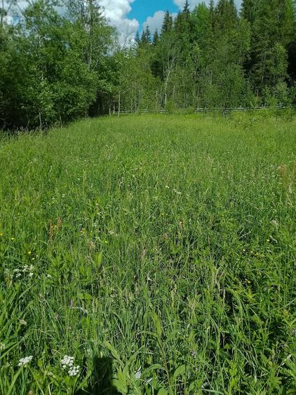 Teren de 25000 mp, în Șaru Dornei
