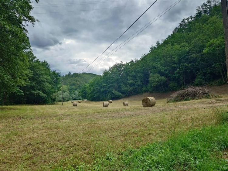 Un colt de natura intre padure si parau - 6