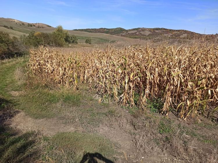 Teren agricol extravilan de 19900 mp, în Teaca