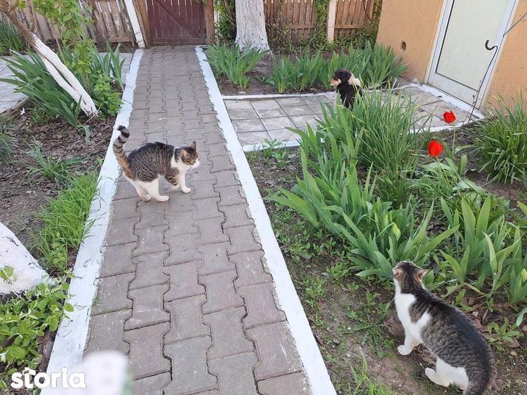 Casă cu 3 camere cu Teren 1000 Mp în Mircea Vodă