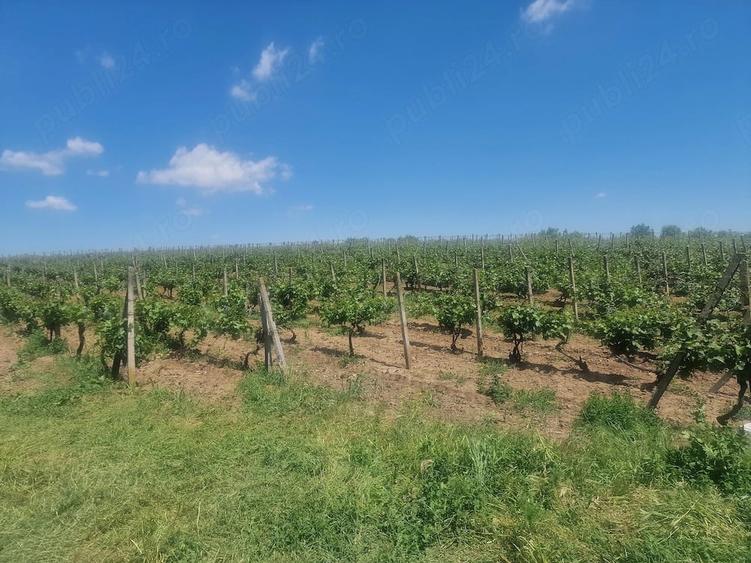 Teren de 15000 mp, în Central