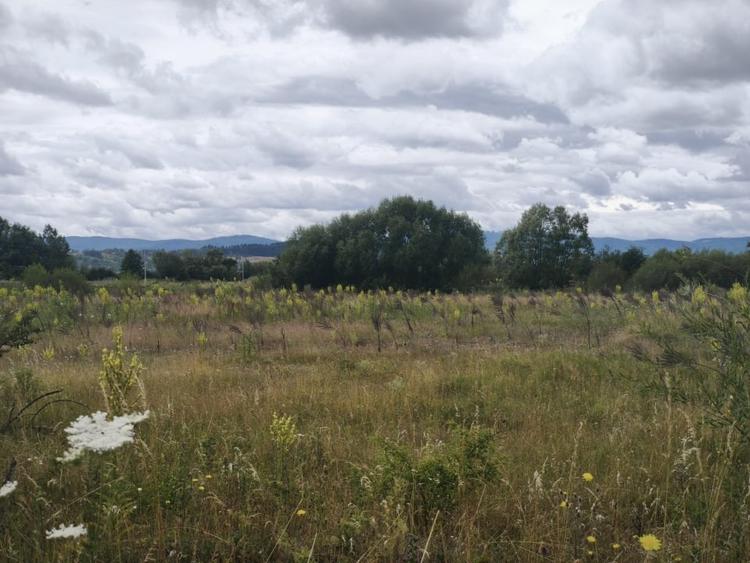 Teren Construcții intravilan de 4594 mp, în Gălănești