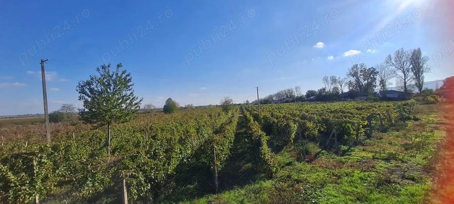 Teren de 8080 mp, în Central