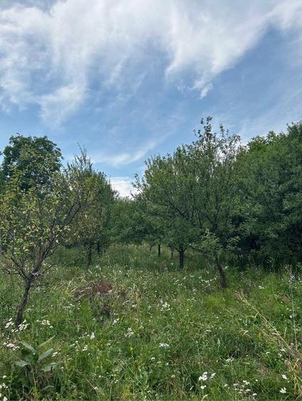 Teren de 5000 mp, în Corbi