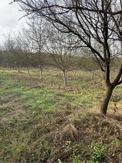 Teren de 4300 mp, în Vest
