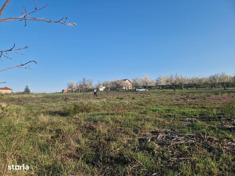 Teren de 3100 mp, în Paleu