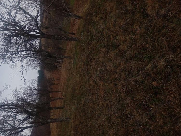 Teren în Cârșie