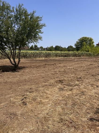Vand teren Ciofliceni Snagov - 5