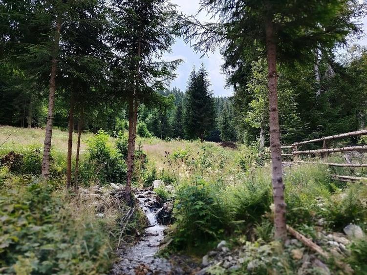 Teren de 17000 mp, în Panaci