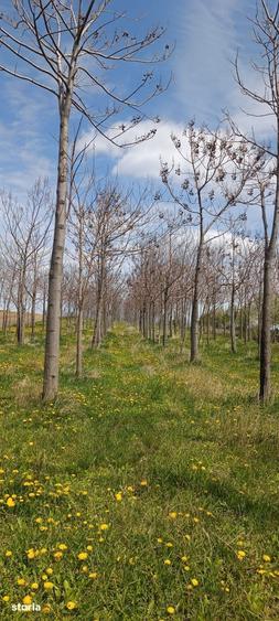 Teren de 11400 mp, în Ciprian Porumbescu