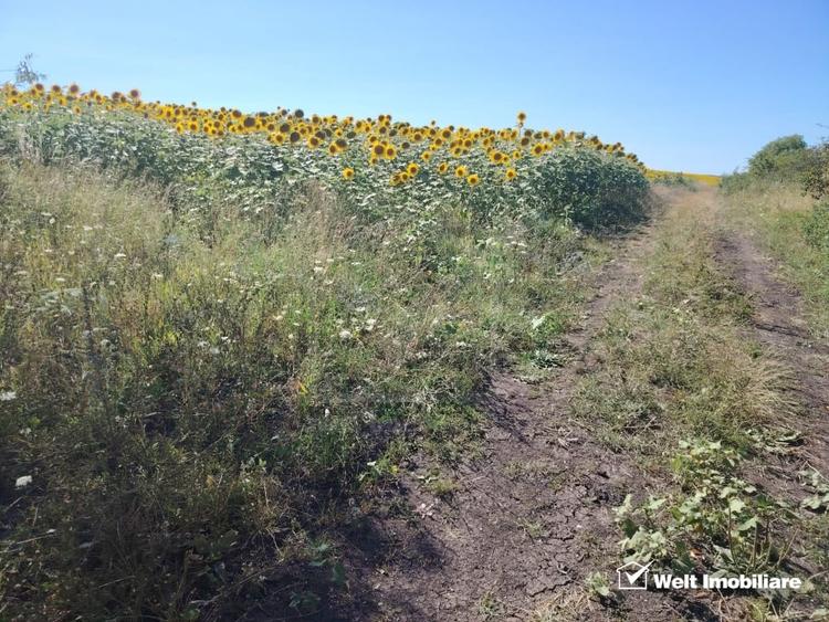 Teren agricol intravilan de 2900 mp, în Măcicașu
