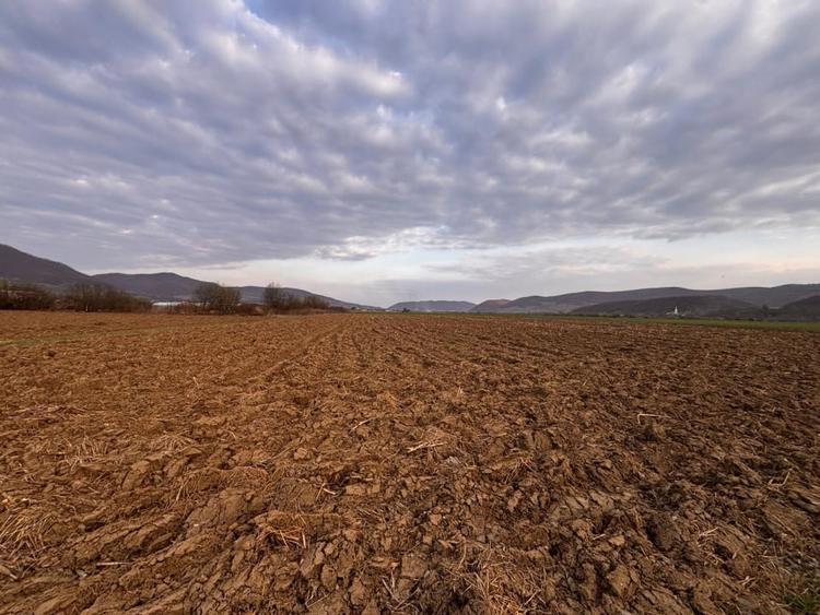 Teren agricol extravilan de 2500 mp, în Sud