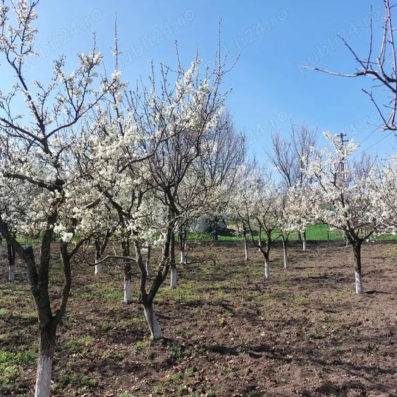 Teren în Dolina