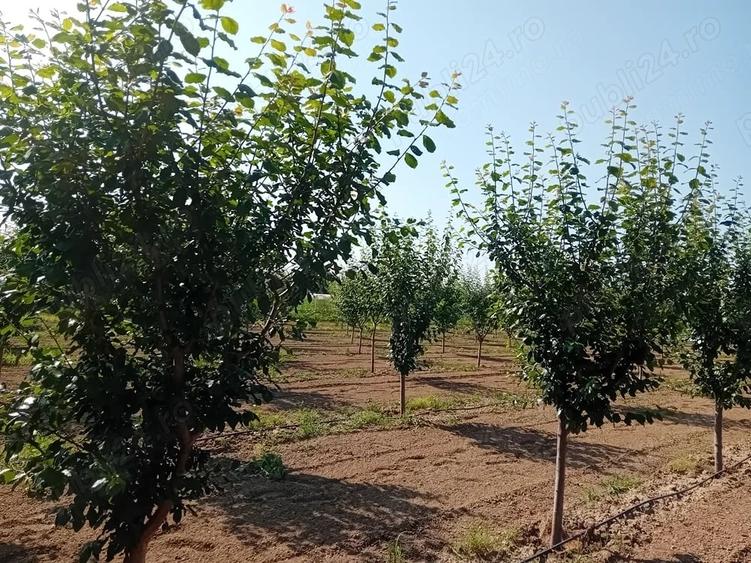 Teren de 16000 mp, în Belinț